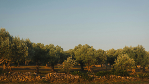 The Natural Beauty of Istria, Croatia